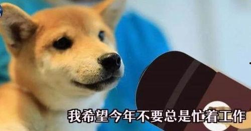 一个狗狗最新爆料视频大全,狗狗最新爆料视频大全集锦